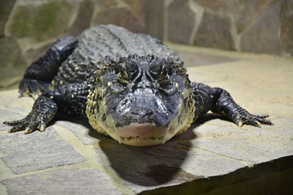 Krokodýlí ZOO Protivín