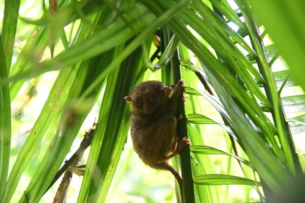 Jeden z nejmenších primátů, kterému se na Filipínách říká tarsier