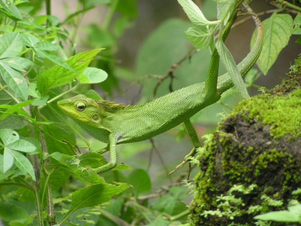 Skvělá fauna