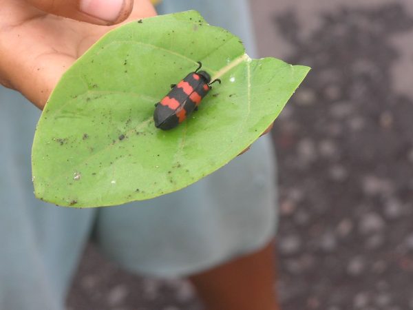 Skvělá fauna po druhé