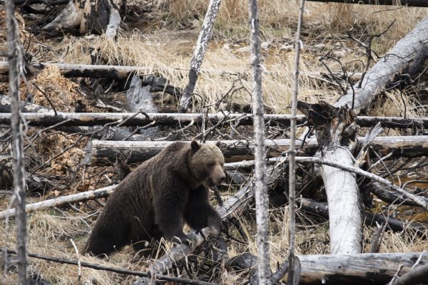 Grizzly, i my jsme se trochu báli