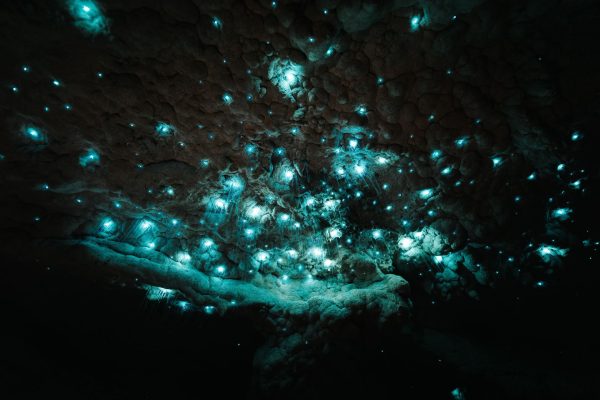 Endemické larvy druhu arachnocampa luminosa