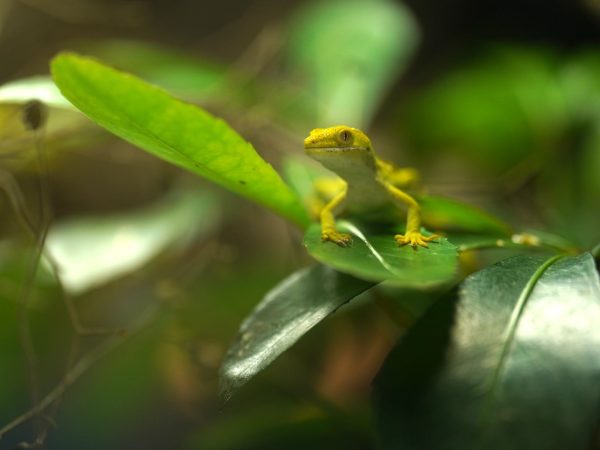 Gekon z rodu Naultinus