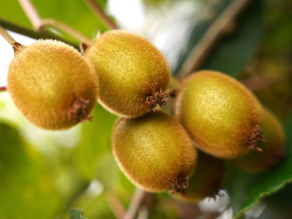 Ovoce kiwi