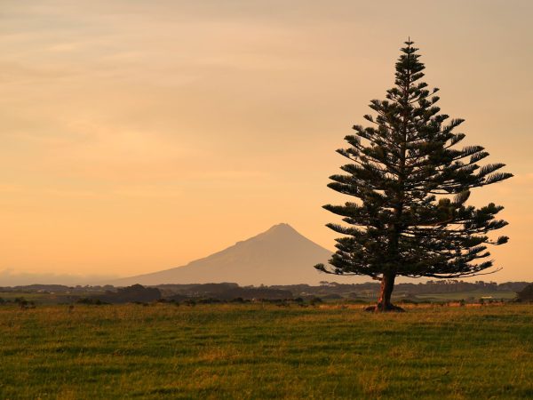 Araukárie (blahočet) se sopkou Taranaki v pozadí