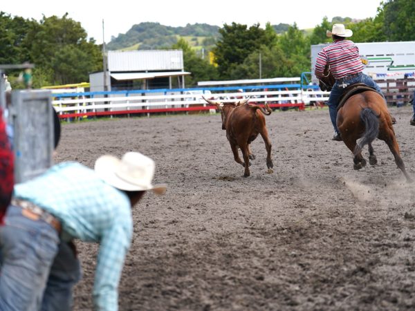 Rodeo ve městě Warkworth