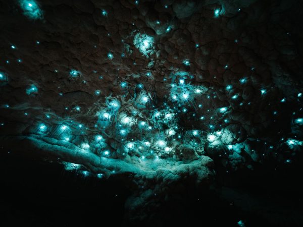 Světélkující larvy, Nový Zéland