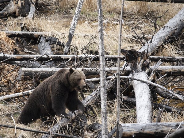 Grizzly, Kanada
