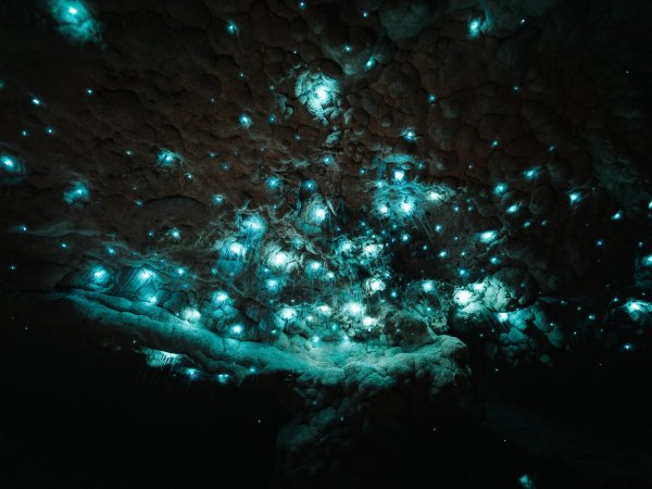 Světélkující larvy, Nový Zéland
