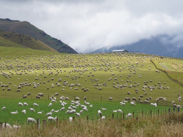Stádo ovcí, Nový Zéland